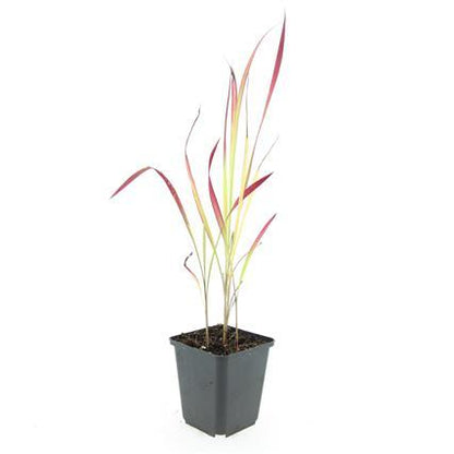 Japanisches Blutgras Imperata cylindrica 'Red Baron' – ↕10-25cm – Ø9cm – Ansicht 26