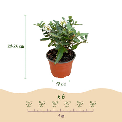 Green boutiQ - Gartenpflanze - Buddleja davidii Butterfly Candy Little White - Schmetterlingsstrauch - Kompakt - Weiß - 3 Pflanzen - Topf 12cm - Höhe 20-25cm 