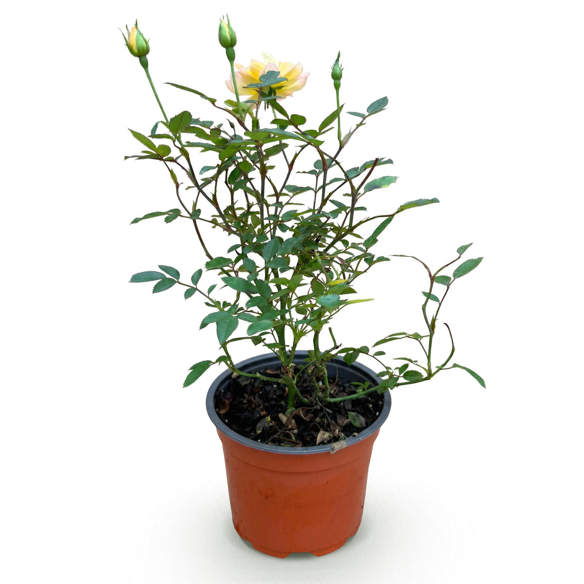 Green boutiQ - Gartenrose - Rosa Tricolor Fairy - Rose - Winterhart - Gelb-Rosa - 1 Pflanze - Topf 12cm - Höhe 20-25cm 