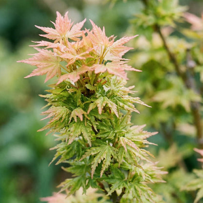 Green boutiQ - Gartenpflanze - Acer palmatum Koto Hime - Japanischer Ahorn - Laubabwerfend - Grün - 1 - Topf 26cm - Höhe 90cm 