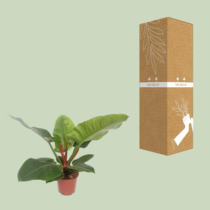 Baumfreund - Philodendron Imperial Green - Zimmerpflanze - Ø17cm - ↕60cm 