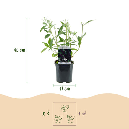 Green boutiQ - Garden Plant - Buddleja davidii Black Night - Butterfly Bush - Hardy - Purple - 3 Plants - Pot 17cm - Height 45cm 