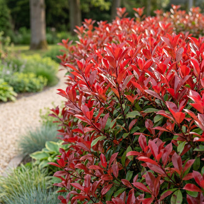 Glanzmispel 'Red Robin' – Photinia fraseri 'Red Robin' – 16 Heckenpflanzen – Topf Ø9cm – Höhe 25-35cm – Ansicht 5