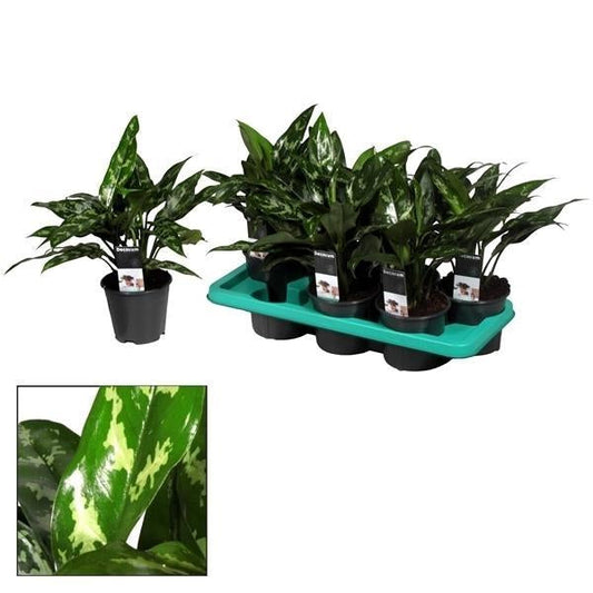 Aglaonema Maria – Zimmerpflanze – Ø14cm – ↕40cm – Elegante Grünpflanze mit gemusterten Blättern – Pflegeleicht & luftreinigend 