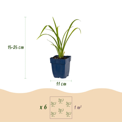 Taglilie 'Mauna Loa' – Hemerocallis 'Mauna Loa' – Topf Ø11cm – Bienenfreundliche Staude für Garten & Balkon – Ansicht 3