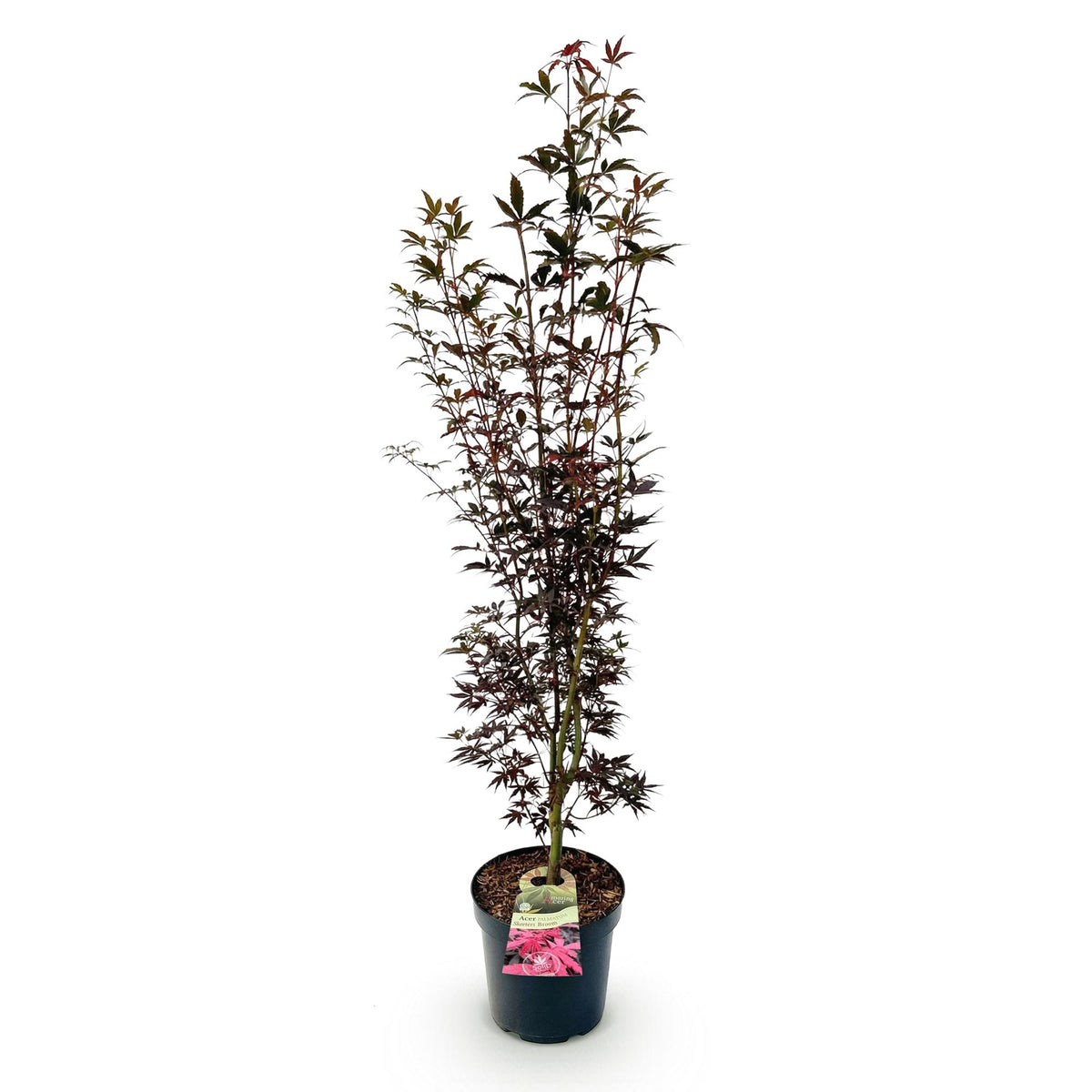 Green boutiQ - Gartenpflanze - Acer palmatum Skeeters Broom - Japanischer Ahorn - Laubabwerfend - Rot - 1 - Topf 26cm - Höhe 90cm 