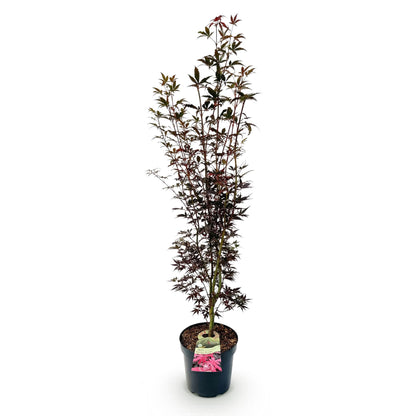 Green boutiQ - Gartenpflanze - Acer palmatum Skeeters Broom - Japanischer Ahorn - Laubabwerfend - Rot - 1 - Topf 26cm - Höhe 90cm 