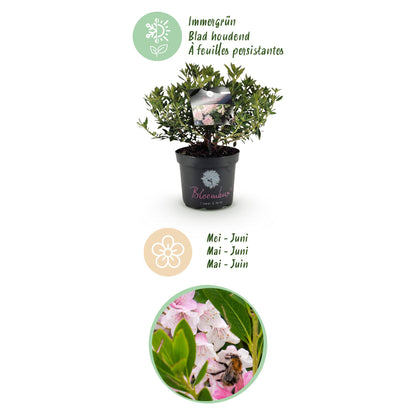 Green boutiQ - Zwerg-Rhododendron - Rhododendron Bloombux Light Pink - Blühende Buxus - Wenig Pflege - Hellrosa Blüte - 1 Pflanze - Topf 23cm - Höhe 45-55cm 