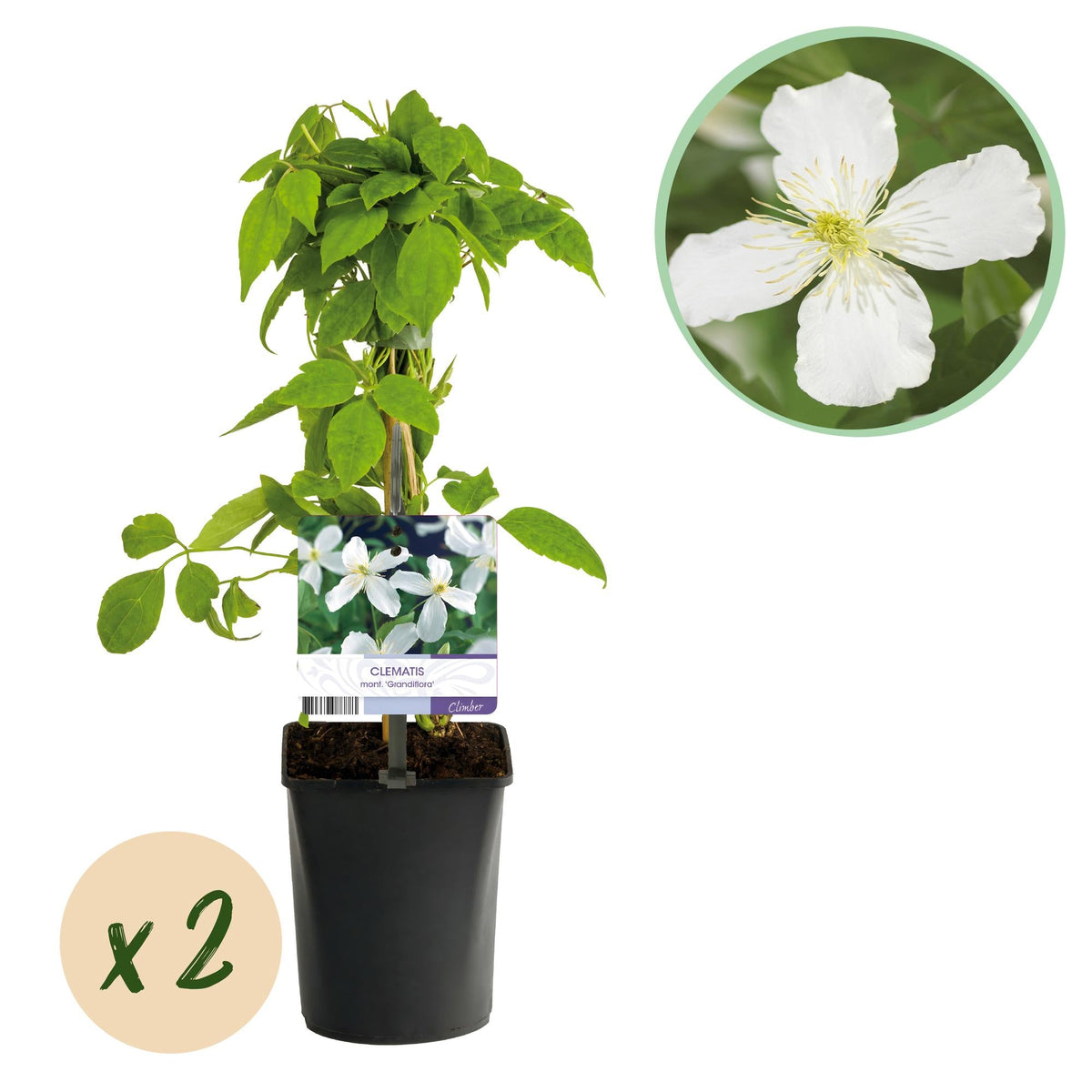 Kletterpflanze - Clematis montana Grandiflora - Blüte Weiß - Frühblühend - Pflegeleicht - 2 Pflanzen - Topf 11cm Höhe 40cm 