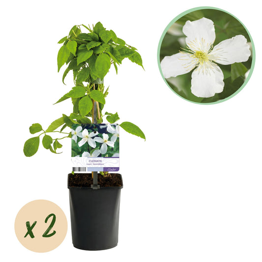 Kletterpflanze - Clematis montana Grandiflora - Blüte Weiß - Frühblühend - Pflegeleicht - 2 Pflanzen - Topf 11cm Höhe 40cm 