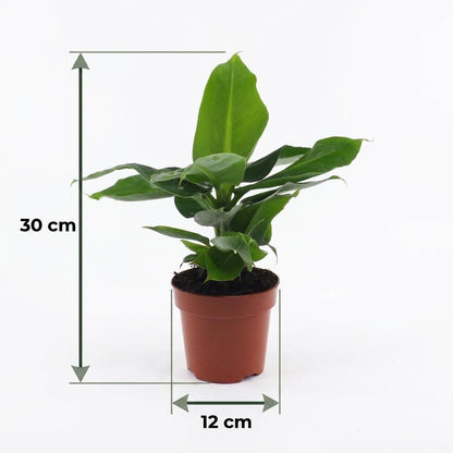 Orientalische Zwergbanane – Musa 'Oriental Dwarf' – Topf Ø12cm – Höhe 30cm – mit Korb – Ansicht 5