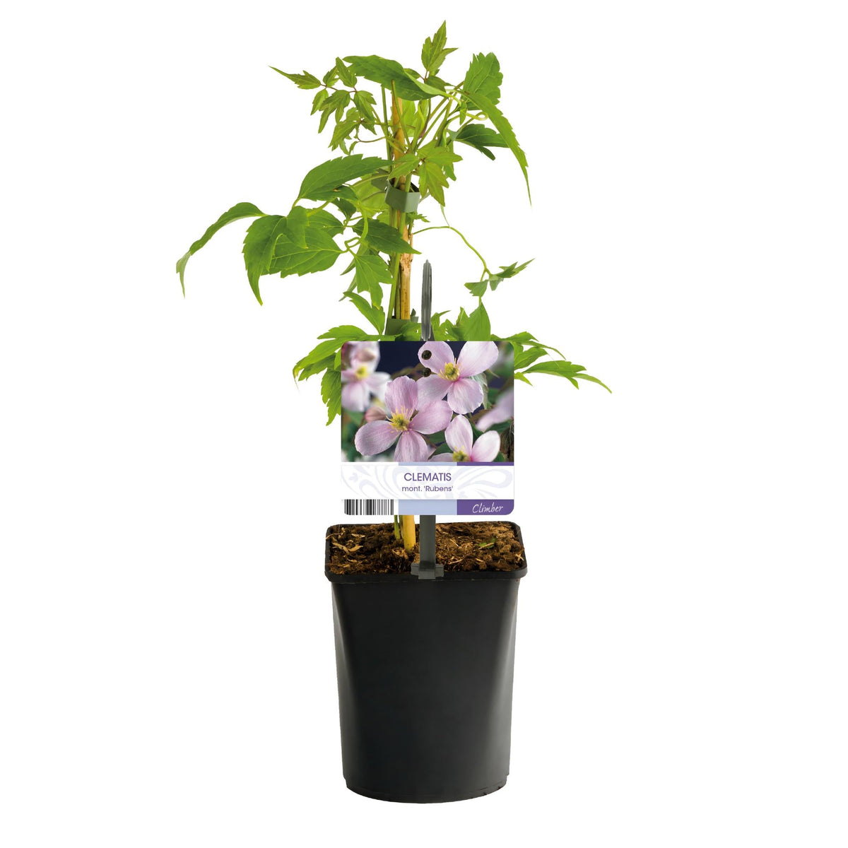 Kletterpflanze Clematis montana Rubens – Hellrosa Blüten – Frühblühend – 2 Pflanzen – 11 cm x H40 cm – Bis 10 m – Pflegeleicht – Ideal für Garten, Balkon & Pergola 