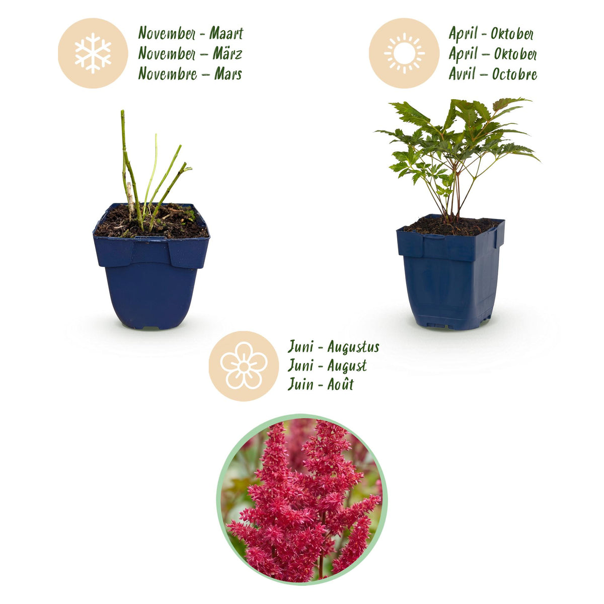 Prachtspiere 'Fanal' – Astilbe arendsii 'Fanal' – Topf Ø11cm – Bienenfreundliche Staude für Garten & Balkon – Ansicht 4