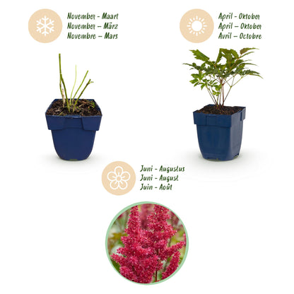 Prachtspiere 'Fanal' – Astilbe arendsii 'Fanal' – Topf Ø11cm – Bienenfreundliche Staude für Garten & Balkon – Ansicht 4