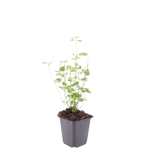 Asiatische Duftnessel Agastache 'Black Adder' – Staude mit dunkelvioletten Blüten – Ø9cm – Ansicht 11