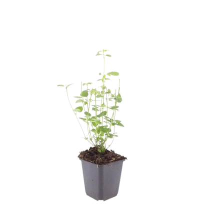 Asiatische Duftnessel Agastache 'Black Adder' – Staude mit dunkelvioletten Blüten – Ø9cm – Ansicht 11