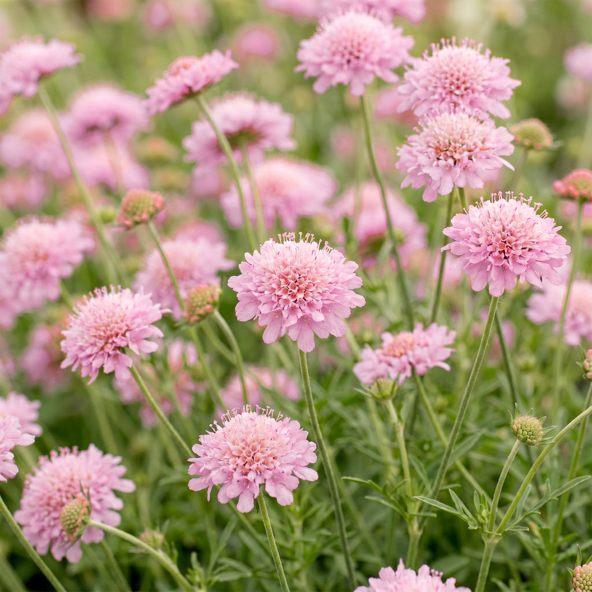 Skabiose 'Pink Mist' – Scabiosa columbaria 'Pink Mist' – 3 Pflanzen – Topf Ø11cm – Ansicht 5