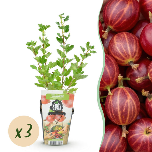 Rote Stachelbeere Ribes uva-crispa Hinnonmaki winterhart 3 Pflanzen Ø9cm Höhe30cm – Süß-saure rote Beeren für Garten Beet Balkon & Terrasse 