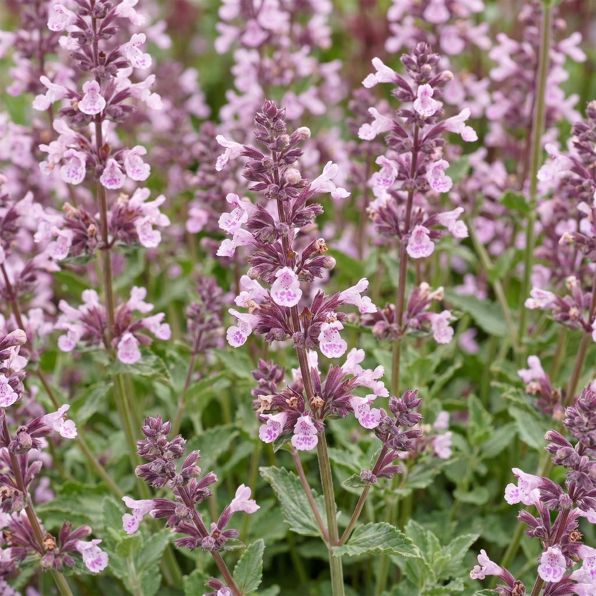 Katzenminze 'Wild Orchid' – Nepeta sibirica 'Wild Orchid' – 6 Pflanzen – Topf Ø11cm – Ansicht 5