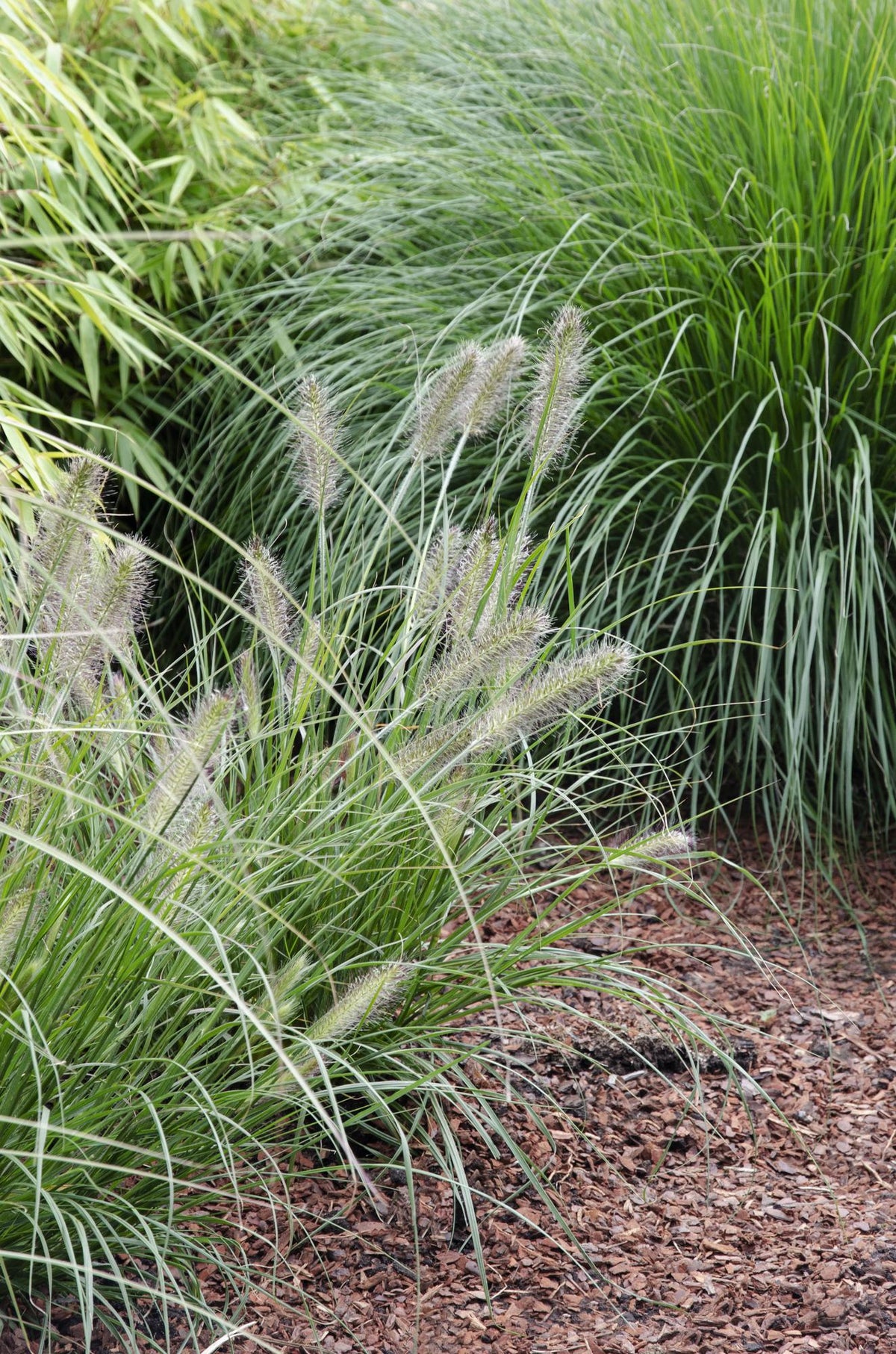 Lampenputzergras - Pennisetum alopecuroides 'Hameln' - Ø14 - ↨30cm 