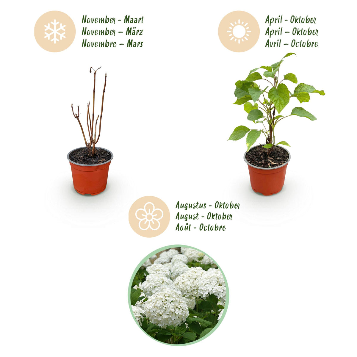 Green boutiQ - Gartenpflanze - Hydrangea arborescens Annabelle - Hortensie - Winterhart - Weiß - 1 Pflanze - Topf 12cm - Höhe 20-30cm 