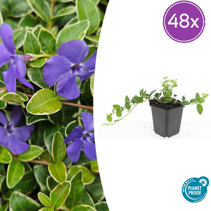 Kleinblättriges weißbuntes Immergrün Vinca minor Argenteovariegata – ↕10-25cm – Ø9cm – Bodendecker – Ansicht 21