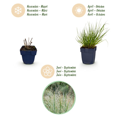 Rutenhirse 'Northwind' – Panicum virgatum 'Northwind' – Topf Ø11cm – Ansicht 4