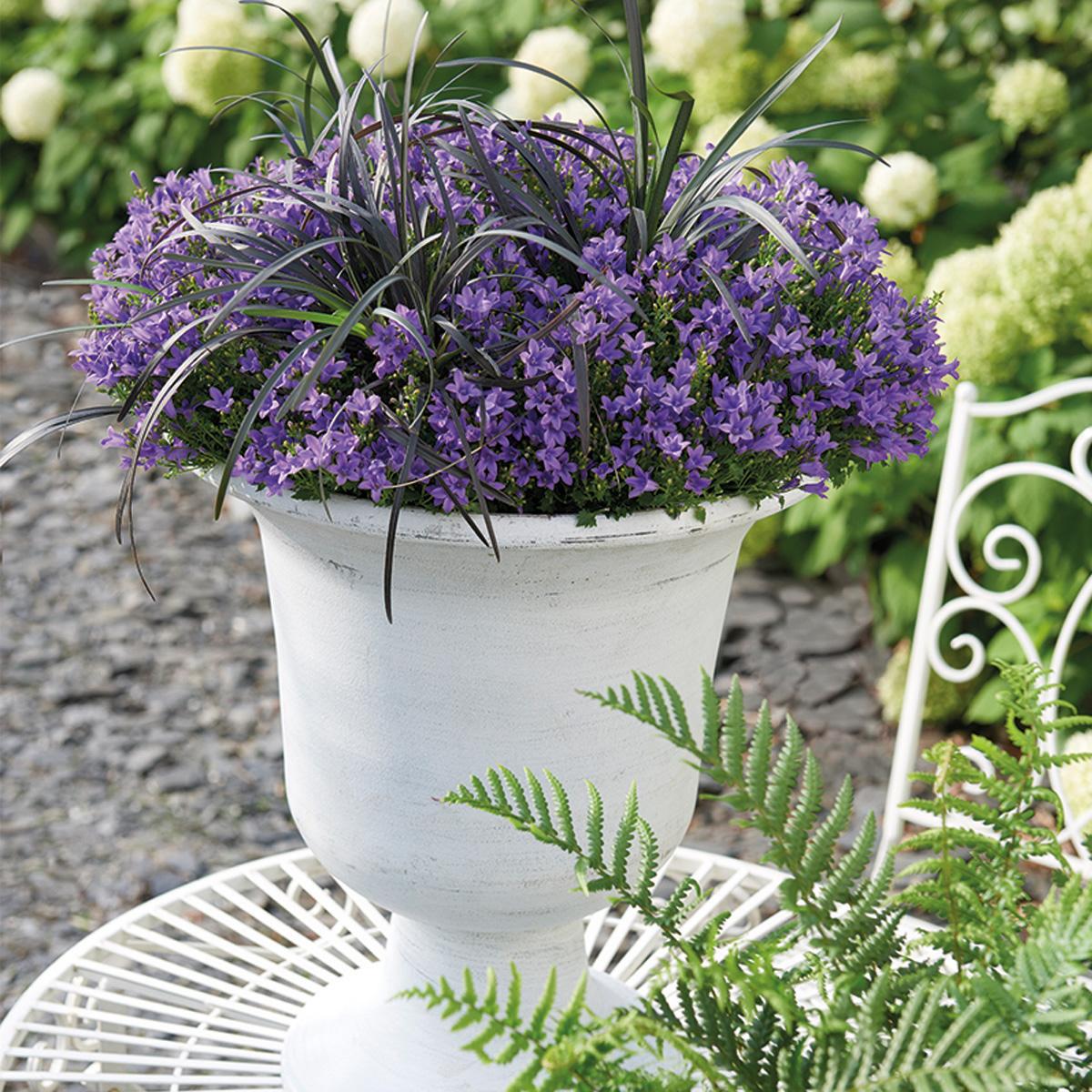 Campanula Addenda - Glockenblume lila Topfgröße 12cm - 1m2 Bodendecker - 6 Pflanzen - Ambella Lila - Winterhart 