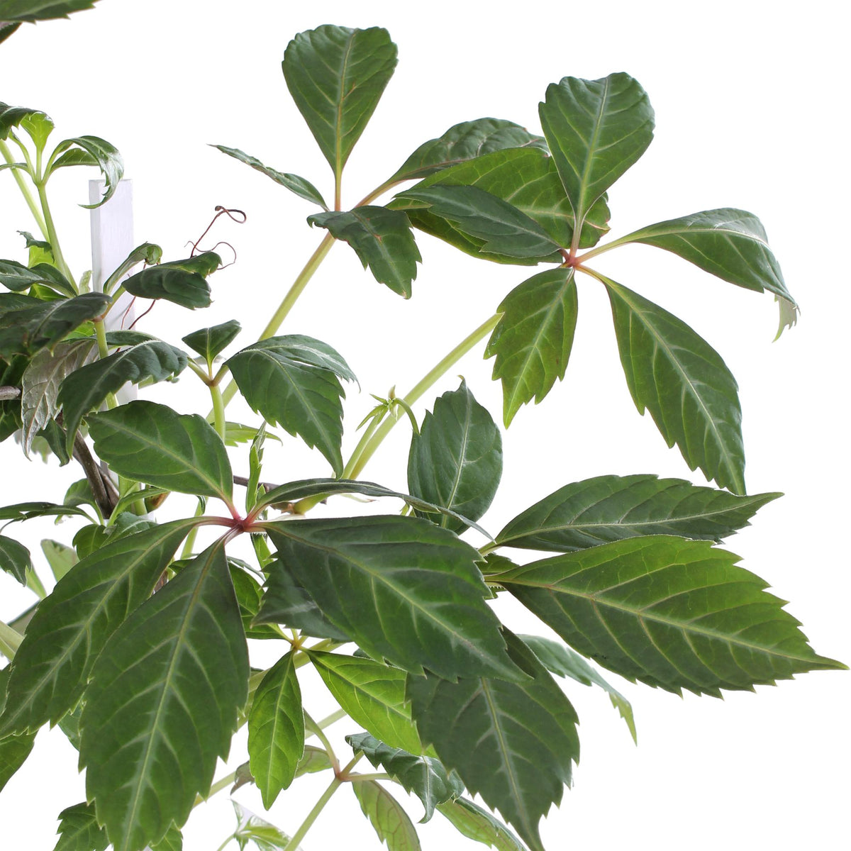Jungfernrebe – Parthenocissus henryana – Ø15cm – ↕65cm – Farbintensive Kletterpflanze mit roter Herbstfärbung 