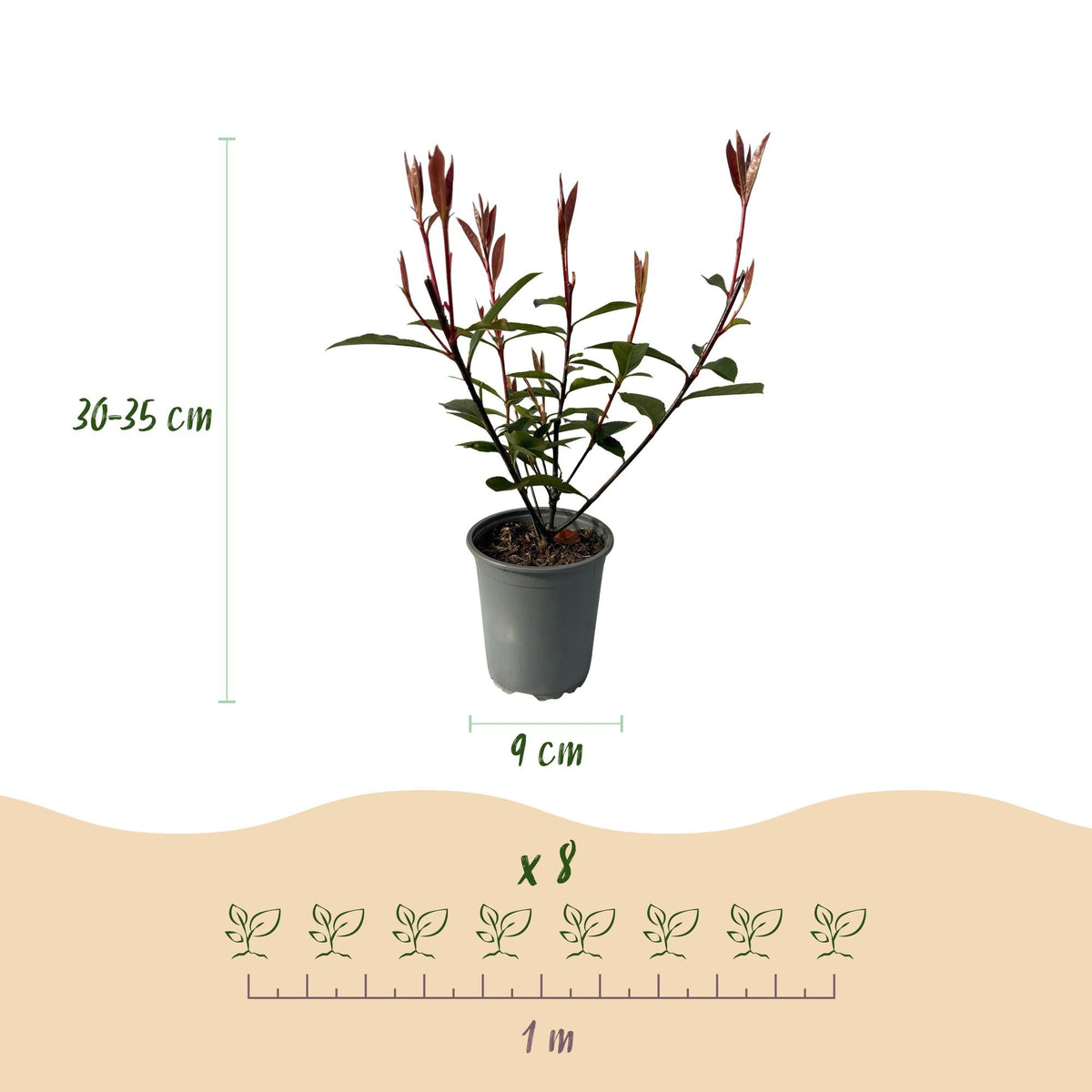 Glanzmispel Photinia fraseri Carre Rouge – Immergrüne Heckenpflanzen – 8 Pflanzen – 1 m – 9 cm Höhe 30–35 cm – Rote & grüne Blätter – Pflegeleicht 