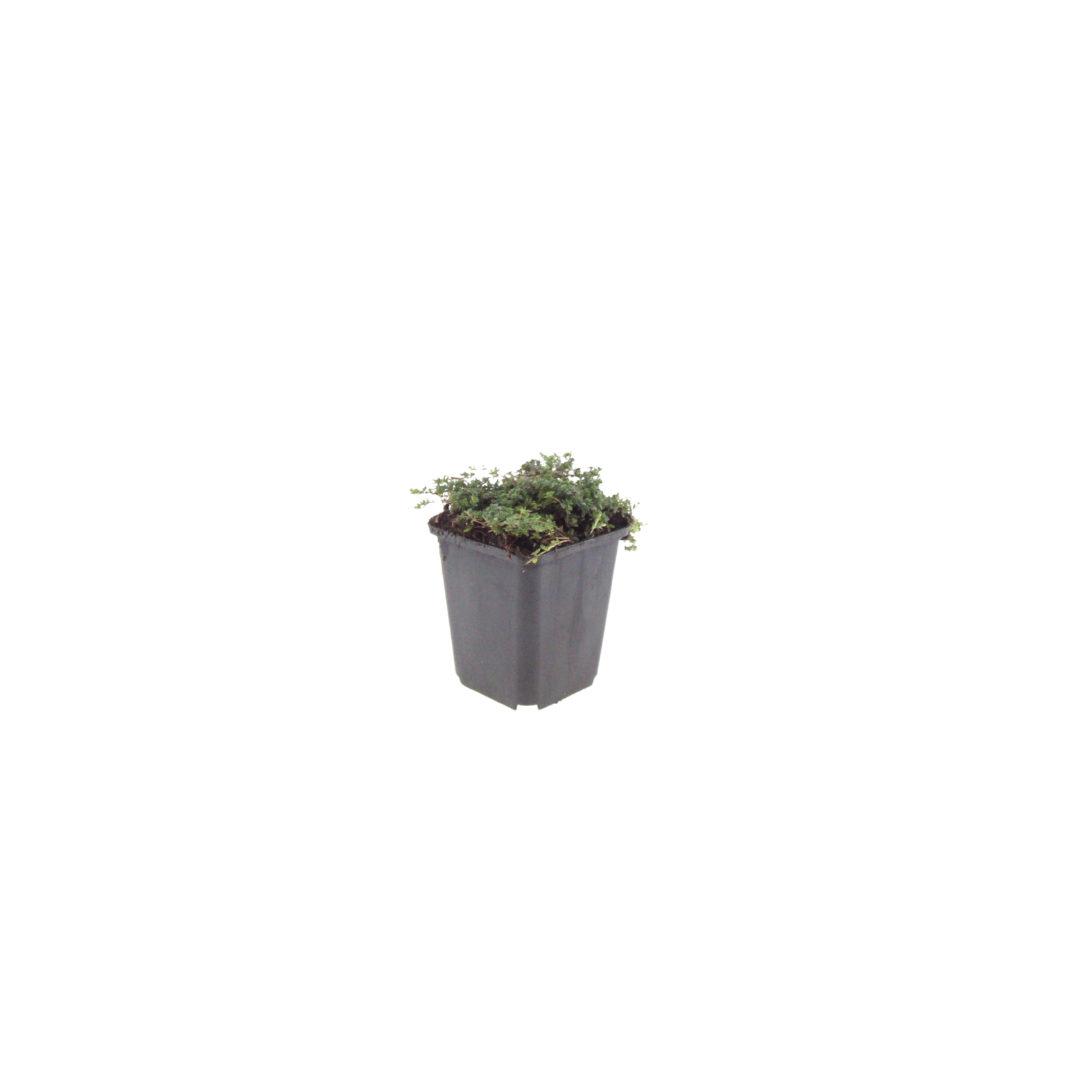 Thymian Thymus praecox Purple Beauty – 6 Pflanzen – Ø9cm – Höhe 10-25cm – Winterharter Bodendecker – Violette Blüten – Trockenheitsresistent für Steingarten & Beet - Oasis of Life