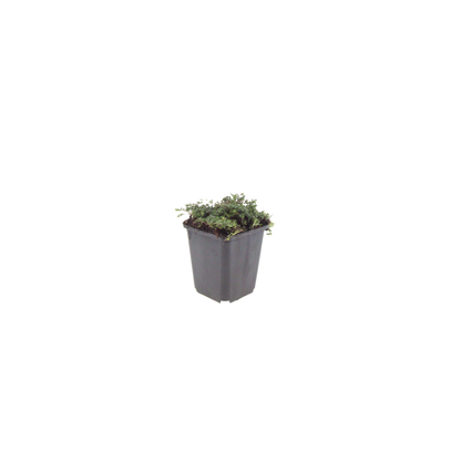 Thymian Thymus praecox Purple Beauty – 6 Pflanzen – Ø9cm – Höhe 10-25cm – Winterharter Bodendecker – Violette Blüten – Trockenheitsresistent für Steingarten & Beet - Oasis of Life
