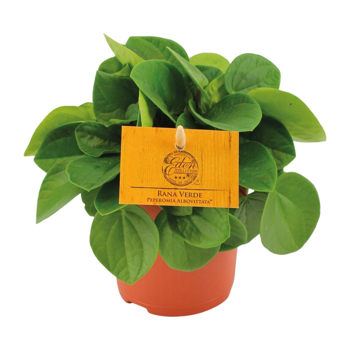 Zwergpfeffer – Peperomia Rana Verde – Zimmerpflanze – Ø11 cm – ↕15 cm – Pflegeleicht – Halbschatten – Glänzendes Blattwerk 