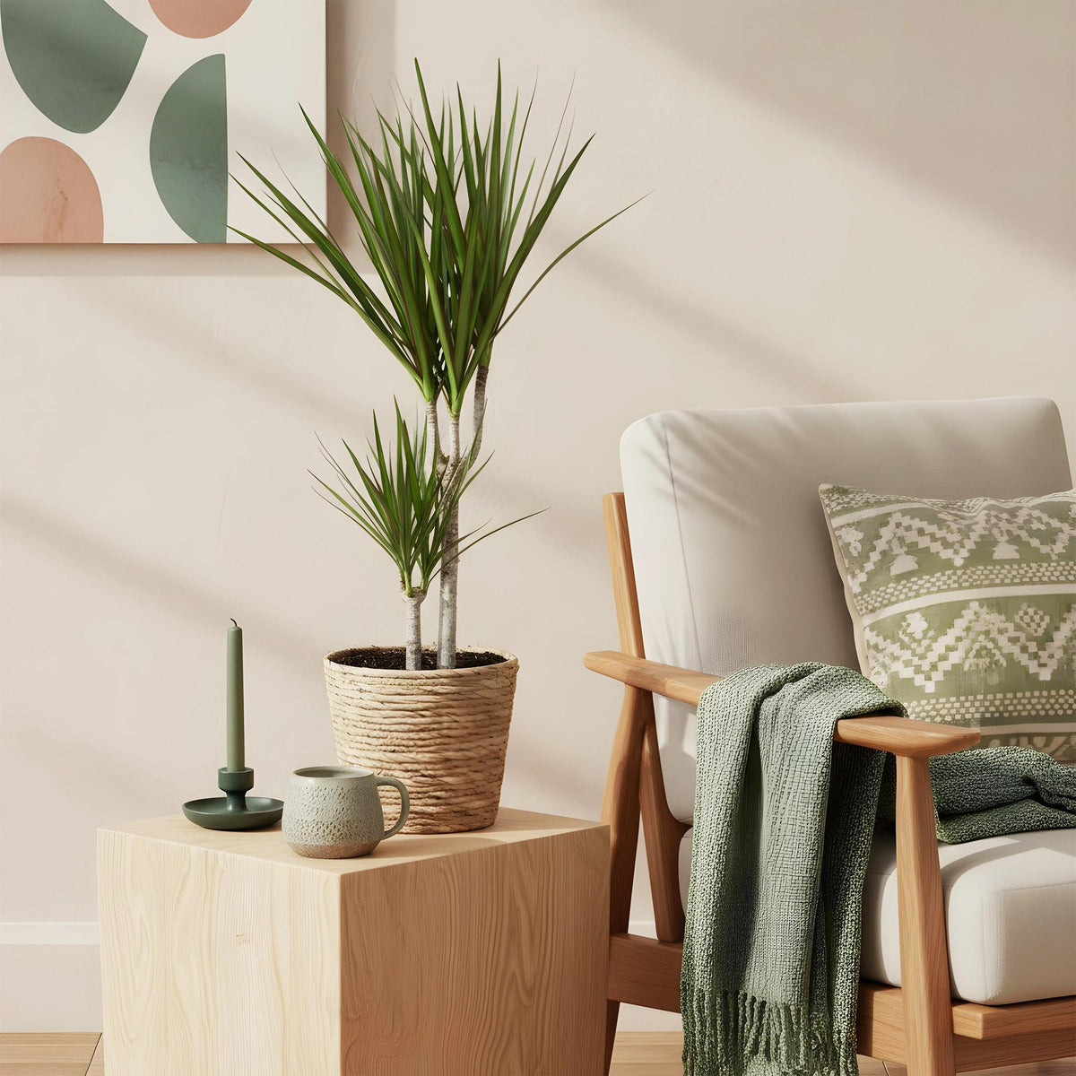 Green boutiQ - Zimmerpflanzen - Dracaena Marginata - Drachenbaum - Wenig Pflege - mit Korb - Grün - 1 Pflanze - Topf 17cm - Höhe 70-80cm 