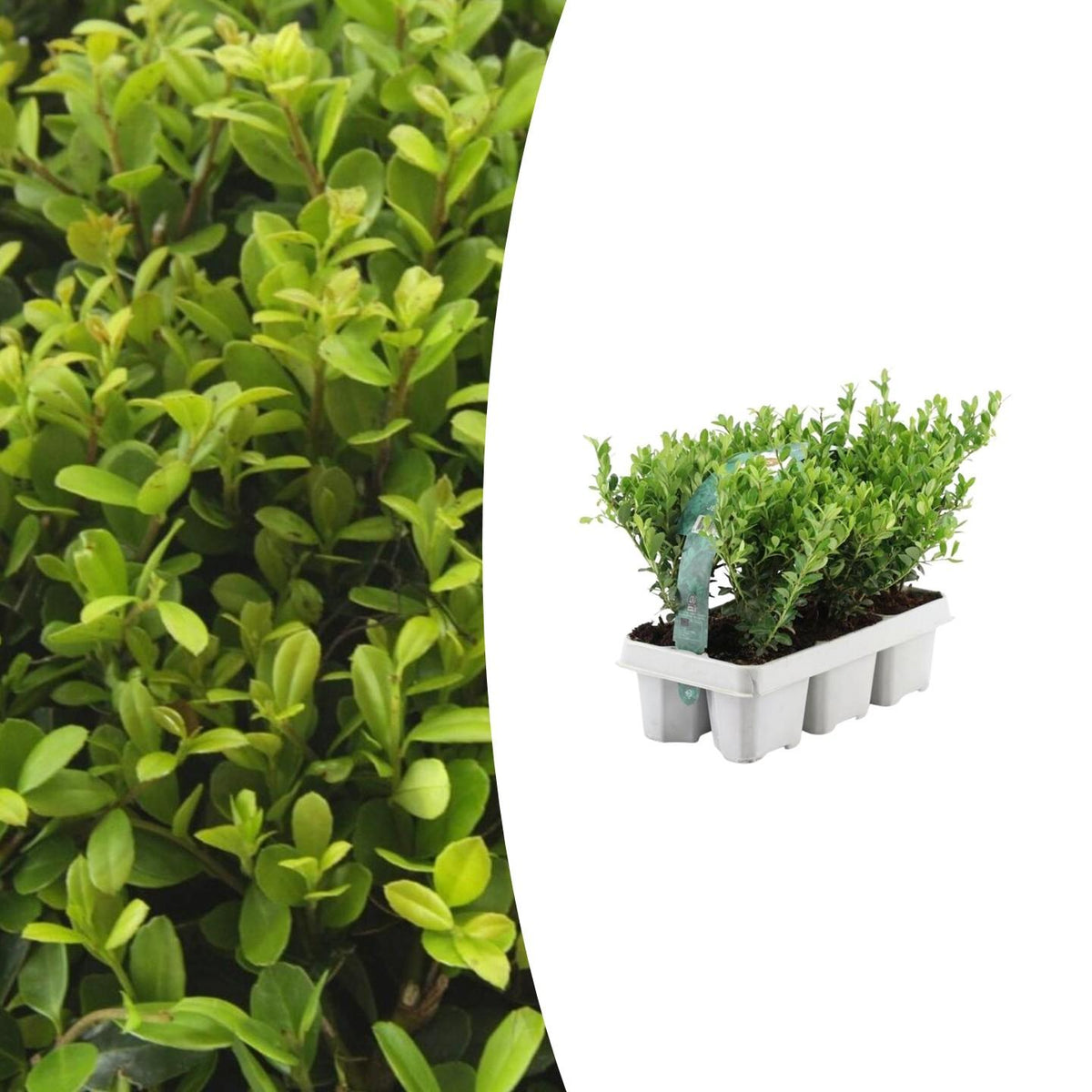Ilex crenata 'Jenny' – Stechpalme Sträucher – Ø7cm – ↕15cm – 6 Pflanzen – Immergrün, Pflegeleicht & Winterhart – Buchsbaum-Alternative 