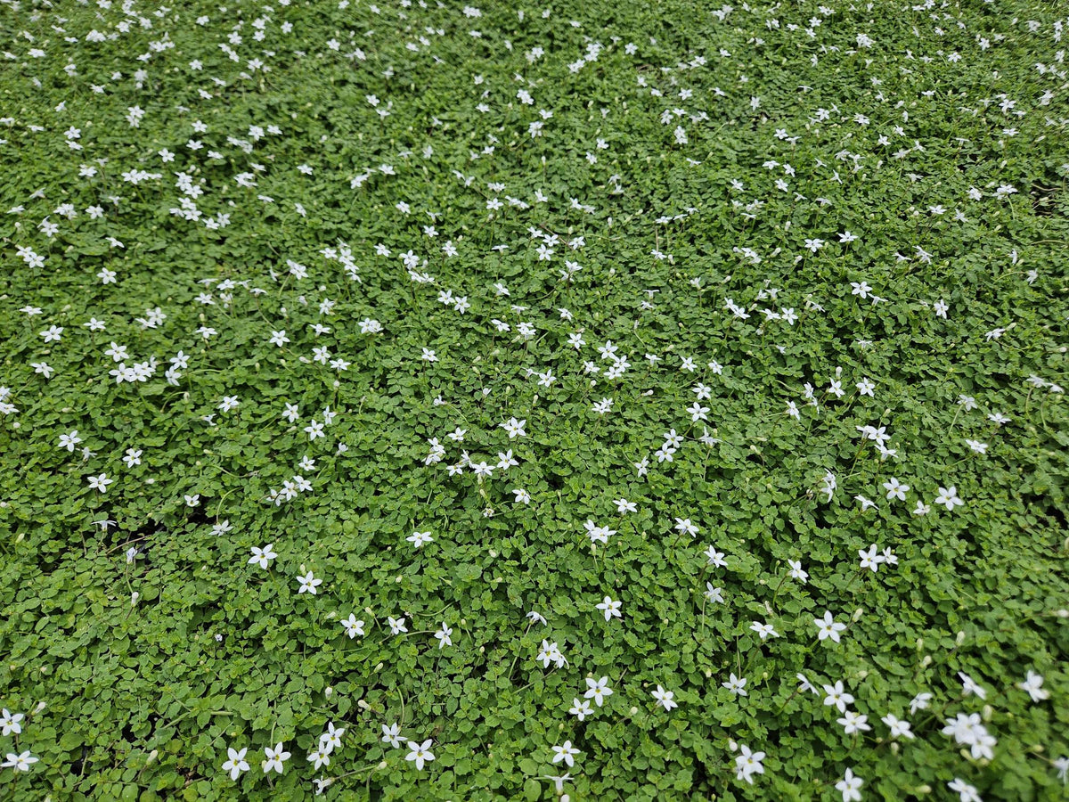 Weißer Bubikopf Isotoma fluviatilis 'Alba' – ↕10-25cm – Ø9cm – 6 Pflanzen – Bodendecker, Winterhart, Pflegeleicht, Weiße Blüten, Halbschatten geeignet 