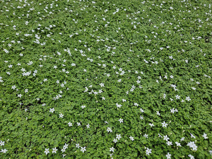 Weißer Bubikopf Isotoma fluviatilis 'Alba' – ↕10-25cm – Ø9cm – 6 Pflanzen – Bodendecker, Winterhart, Pflegeleicht, Weiße Blüten, Halbschatten geeignet 