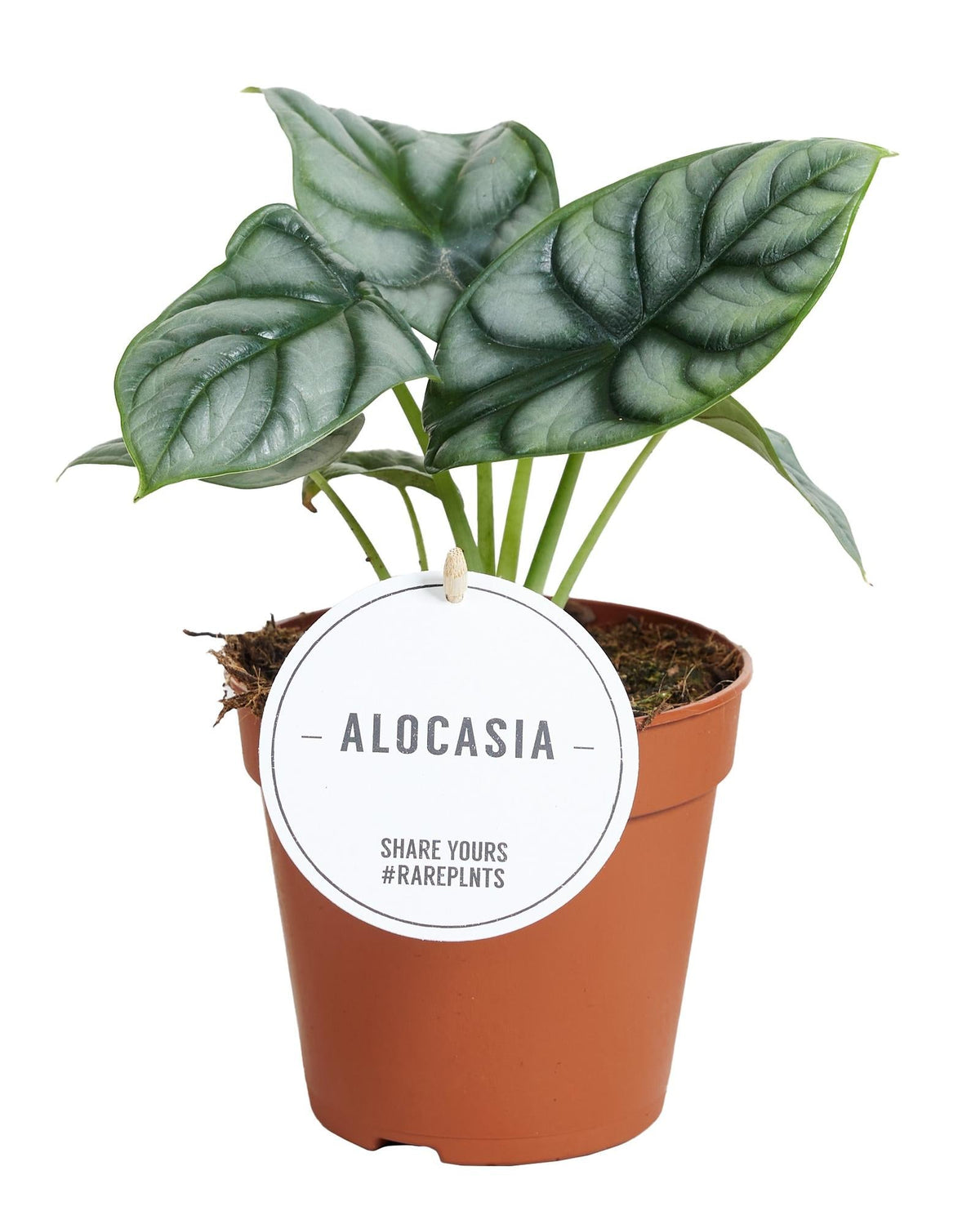 Alocasia Silver Dragon – Elefantenohr – Zimmerpflanze – Ø12cm – 25cm hoch – Silbergrüne Blätter mit Drachenmuster – Pflegeleicht & kompakt – Für moderne Wohnräume & Urban Jungle 