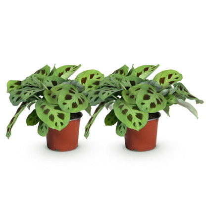 Green boutiQ - Zimmerpflanze - Maranta Fascinator Kerchoveana - Gebetspflanze - Haustierfreundlich - Grün - 2 Pflanzen - Topf 12cm - Höhe 30-35cm 
