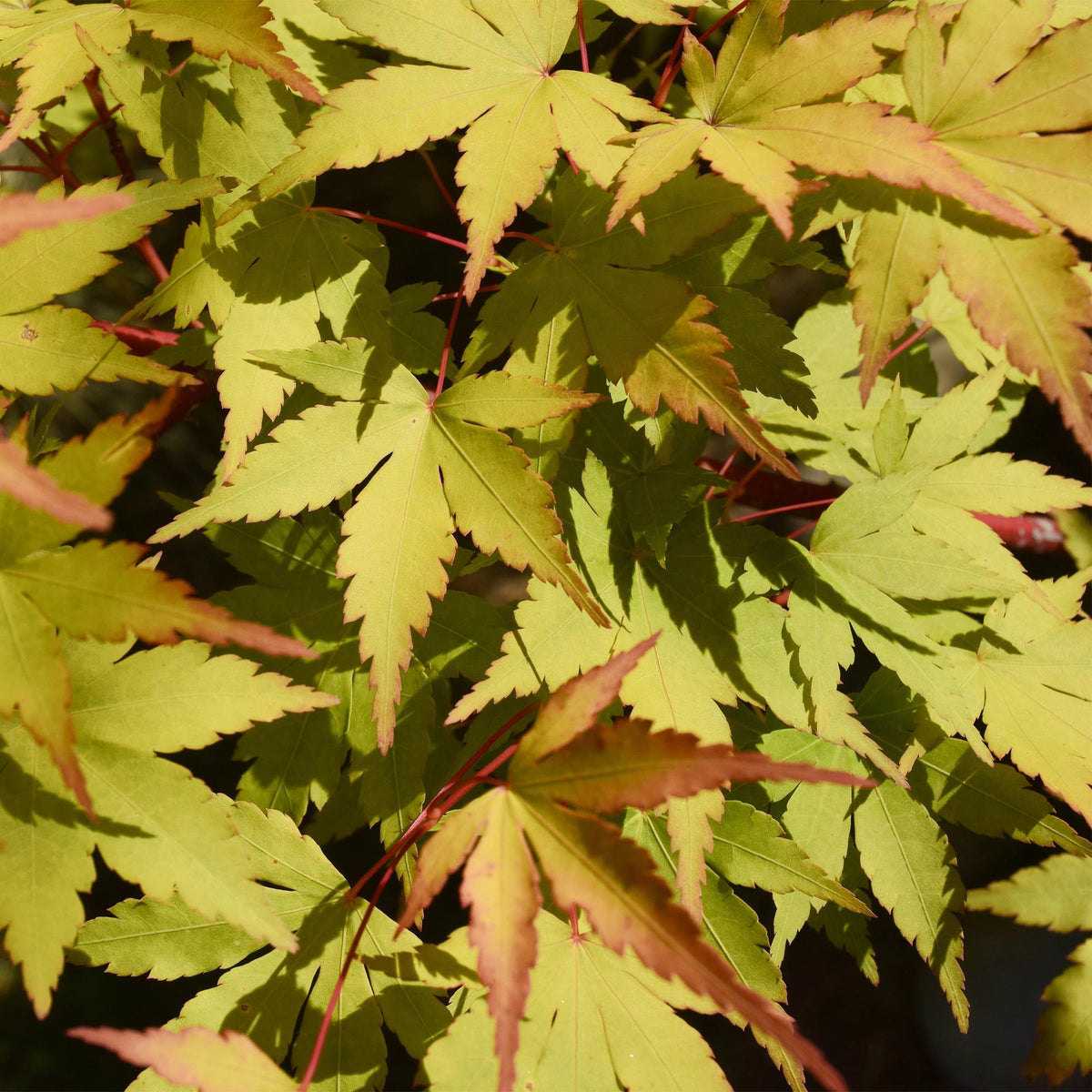Green boutiQ - Gartenpflanze - Acer palmatum Summergold - Japanischer Ahorn - Laubabwerfend - Gelb - 1 - Topf 26cm - Höhe 90cm 