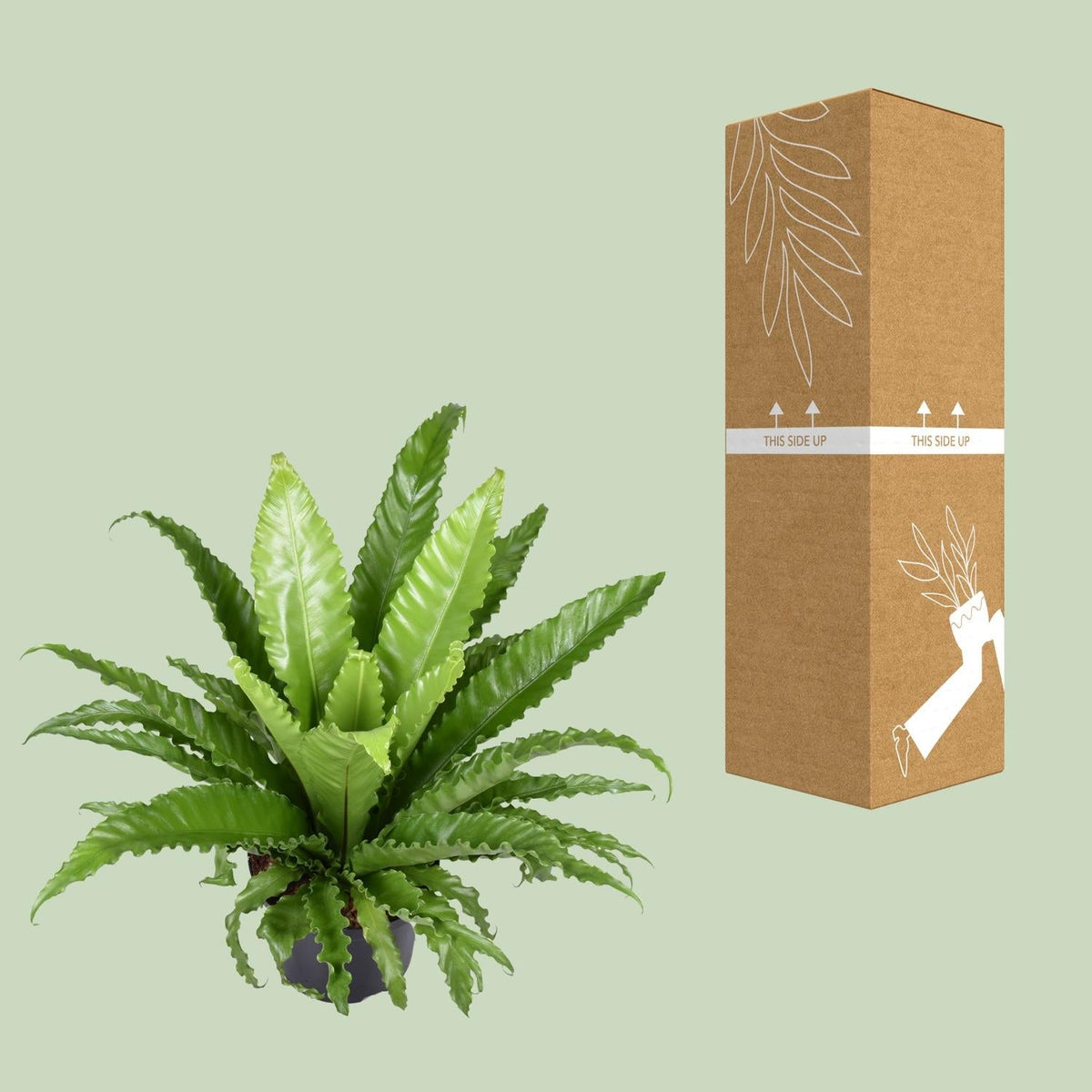 Nestfarn – Asplenium Antiquum Osaka – Zimmerpflanze – Ø23 cm – ↕60 cm – Üppige grüne Wedel – Pflegeleicht 