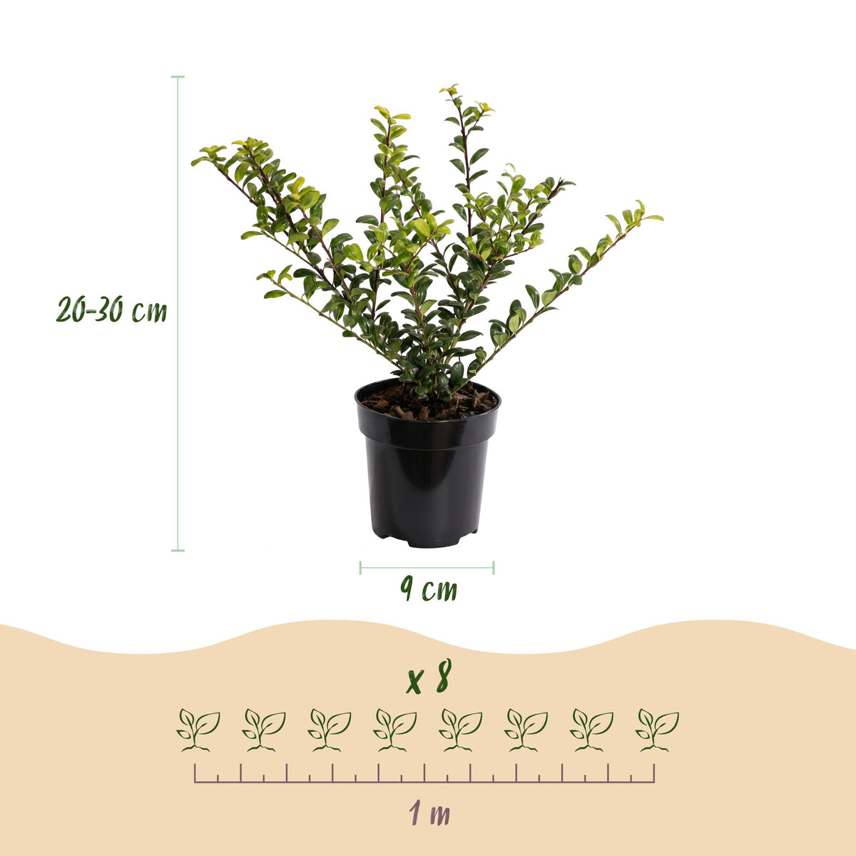 Japanische Stechpalme 'Golden Gem' – Ilex crenata 'Golden Gem' – 16 Heckenpflanzen – Topf Ø9cm – Ansicht 4
