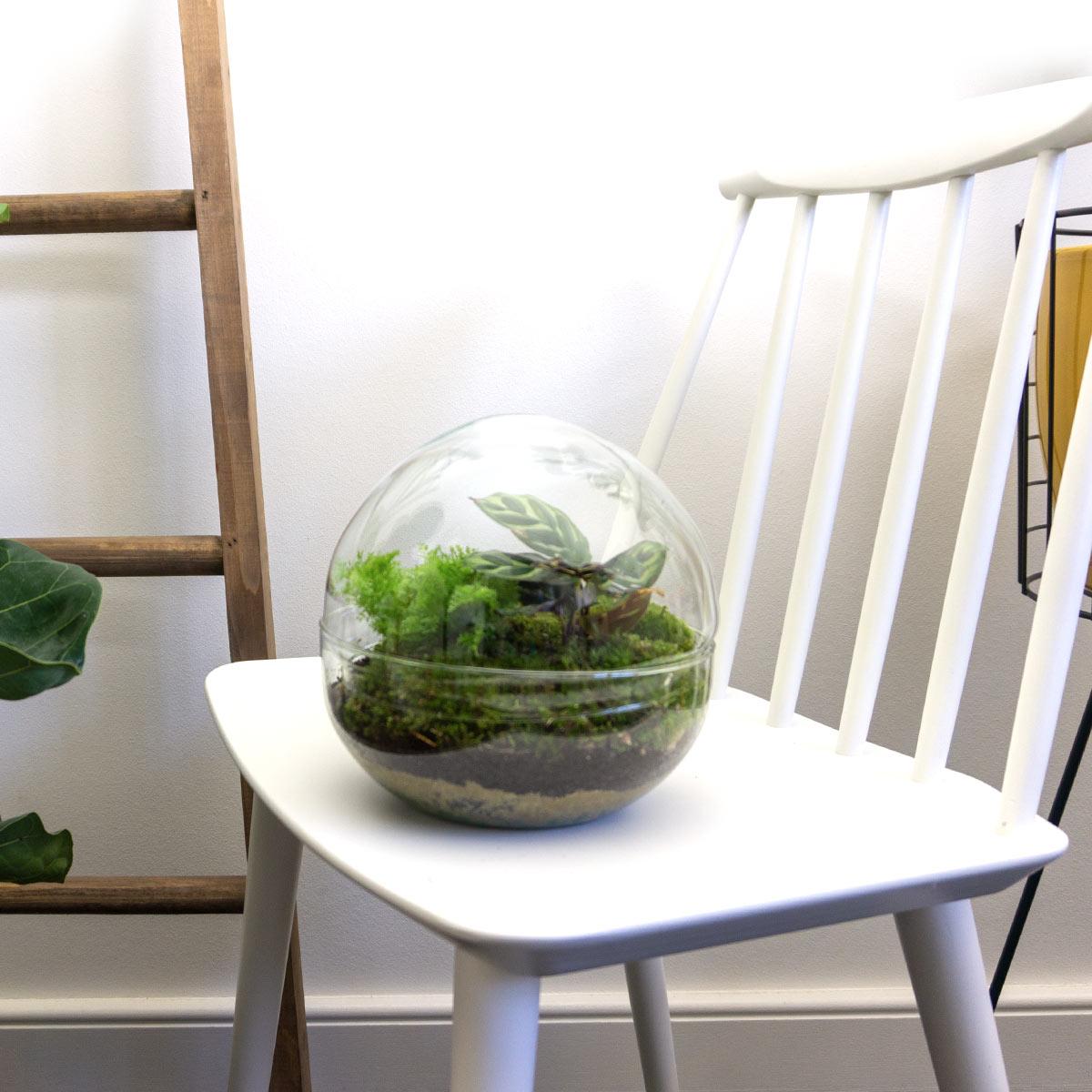 DIY Flaschengarten Set – Dome Glas – Ø20 cm x H20 cm – Mini-Biotop mit Pflanzen & Moos – Selbstversorgendes Pflanzterrarium – Inkl. Fittonia, Calathea, Moos & Zubehör – Pflegeleicht & dekorativ 