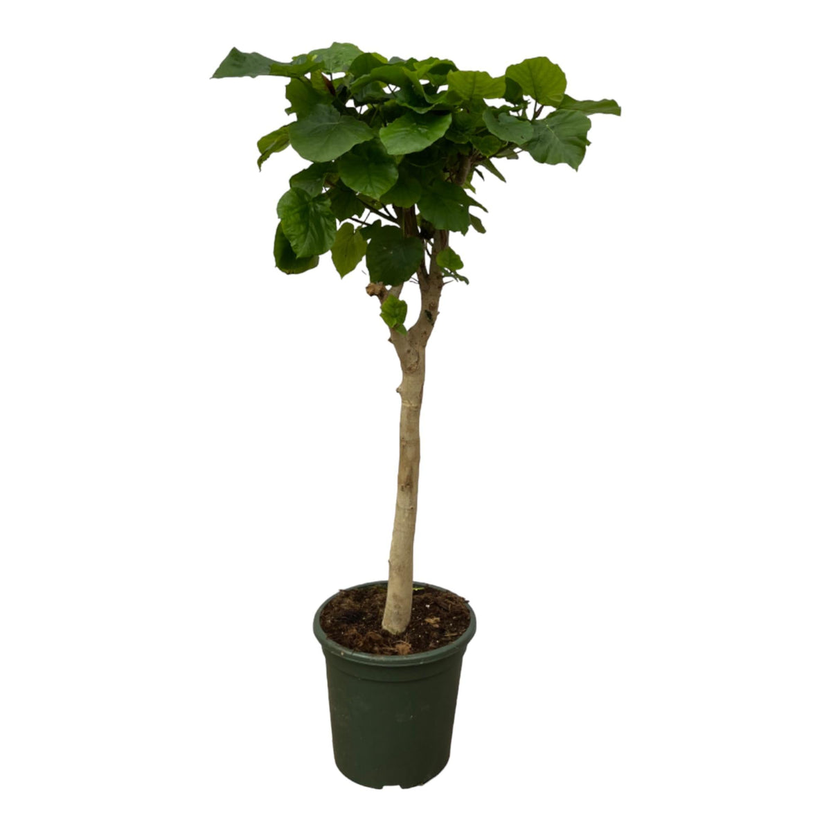 Ficus Umbellata – Regenschirm-Feige auf Stamm – 140 cm hoch – Ø30 cm Topf – Herzförmige Blätter – Zimmerpflanze für helle Standorte 