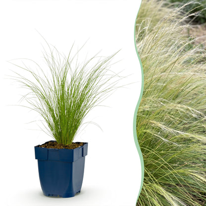 Federgras 'Ponytails' – Stipa tenuissima 'Ponytails' – 6 Pflanzen – Topf Ø11cm – Staude für Garten & Balkon