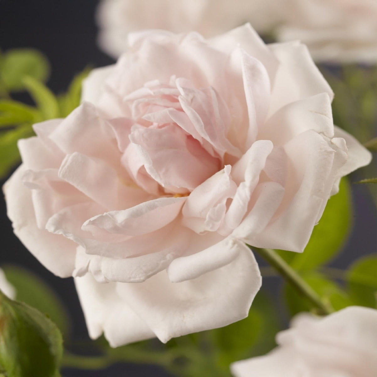 Kletterrose Rosa New Dawn – Zartrosa – Wenig Pflege – 2 Pflanzen – H11cm x 40cm – Duftende, widerstandsfähige Rosen für Garten & Terrasse 