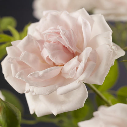 Kletterrose Rosa New Dawn – Zartrosa – Wenig Pflege – 2 Pflanzen – H11cm x 40cm – Duftende, widerstandsfähige Rosen für Garten & Terrasse 