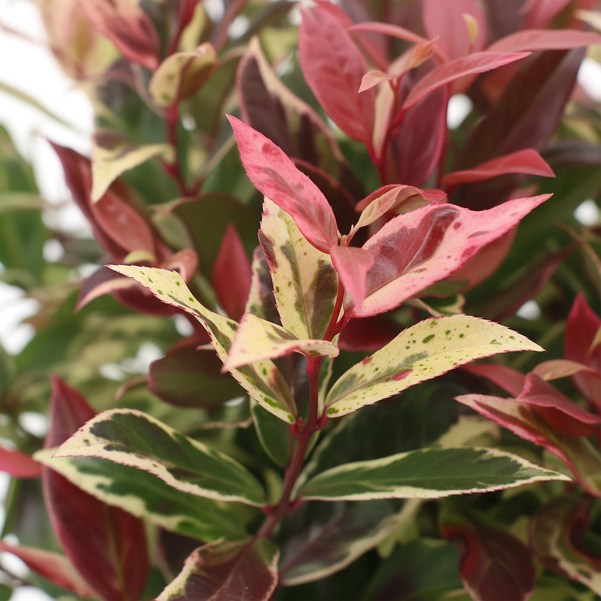 GreenboutiQ - Gartenpflanze - Leucothoe Colour Diamond - Bunt - 1 Pflanze - Immergrün - Wenig Pflege - Topf 17cm Höhe 45cm 