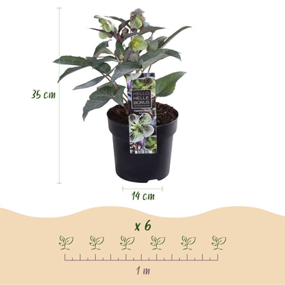 GreenboutiQ - Gartenpflanze - Lenten Rose Helleborus sternii Silver Dollar - Grüne Blume - 1 Pflanze - Immergrün - Topf 14cm Höhe 35cm 