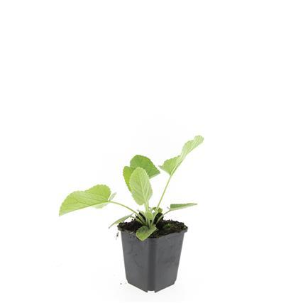 Russel Brandkraut Phlomis russeliana – ↕10-25cm – Ø9cm – Winterhart & Bienenfreundlich – Ansicht 20